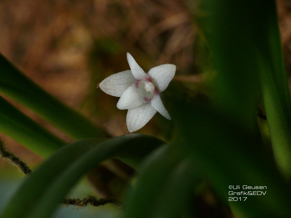 Ceratostylis